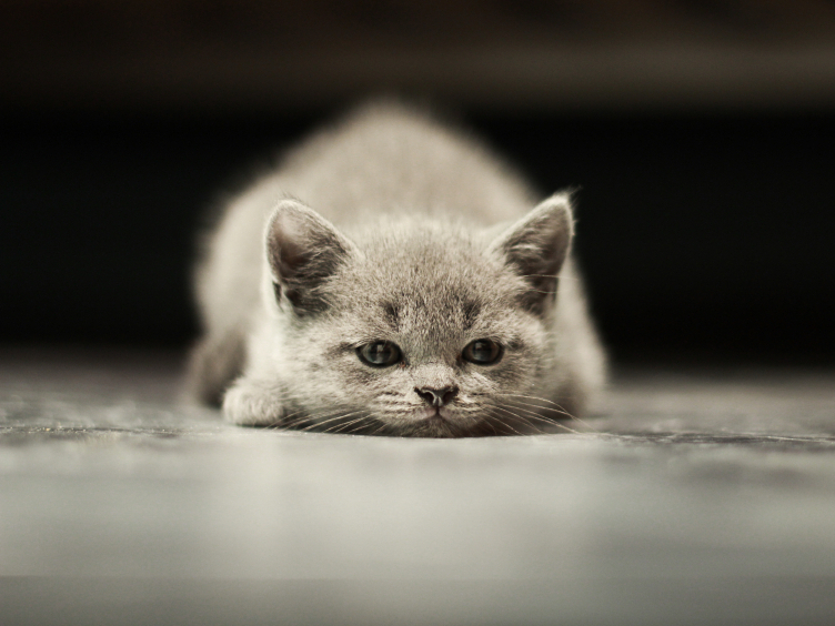 One study shows cats may take social signals from their owners.