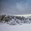 Snowy forest