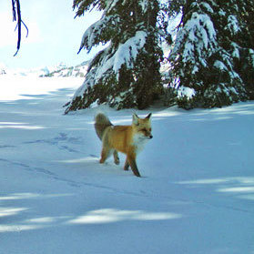A Sierra Nevada red fox was photographed twice in recent weeks, thanks to a remote motion-sensitive camera.