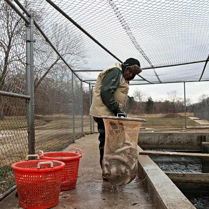 At Troutdale Farm in Missouri, farmhand Vince Orcutt pulls out rainbow trout ready to harvest.