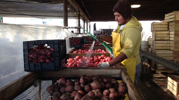 Nahun Villagomez Sanchez washes freshly dug Red LaSoda potatoes at T&D Willey Farms near Madera, Calif. (NPR)