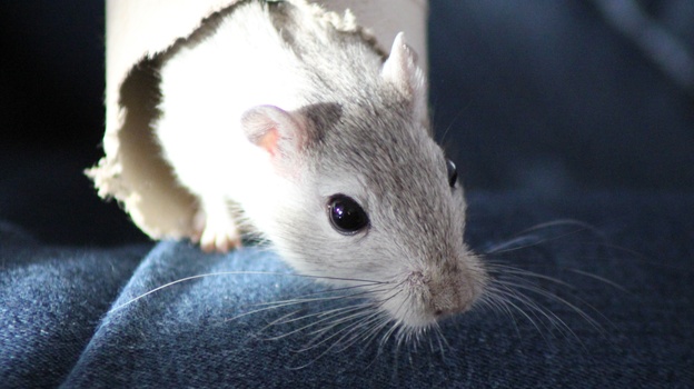 Gerbils are harmless... Right? (Flickr)