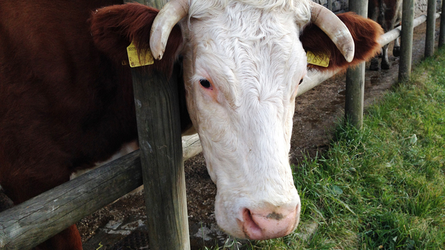 In exchange for a fee of 60 euros, members of Adopt A Cow get an assortment of aged and soft cheeses made from the milk of cows like Mery. (Christopher Livesay for NPR)