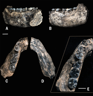 Five views of the fossilized jawbone highlight teeth that are becoming more slender, scientists say, relative to the blocky, more ape-like teeth of Austraolpithecus.