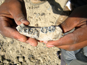 Close up view of the mandible, just steps from where it was sighted by Chalachew Seyoum, an Arizona State University graduate student from Ethiopia.