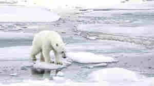 Climate skeptic Willie Soon has argued in the past that too much ice is bad for polar bears. An investigation into Soon's funding found he took money from the fossil fuel industry and did not always disclose that source.