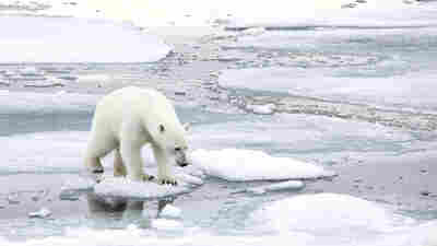 Climate skeptic Willie Soon has argued in the past that too much ice is bad for polar bears. An investigation into Soon's funding found he took money from the fossil fuel industry and did not always disclose that source.
