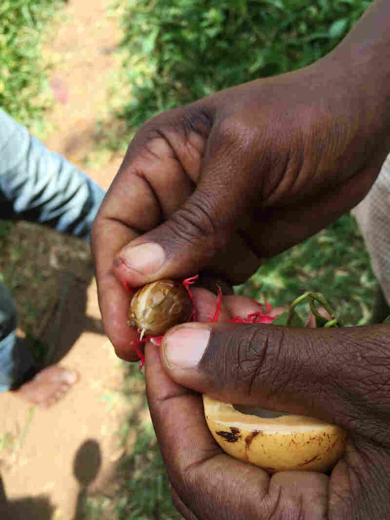 Vanilla, Nutmeg Spice And Everything Nice On A Zanzibar Farm The Salt