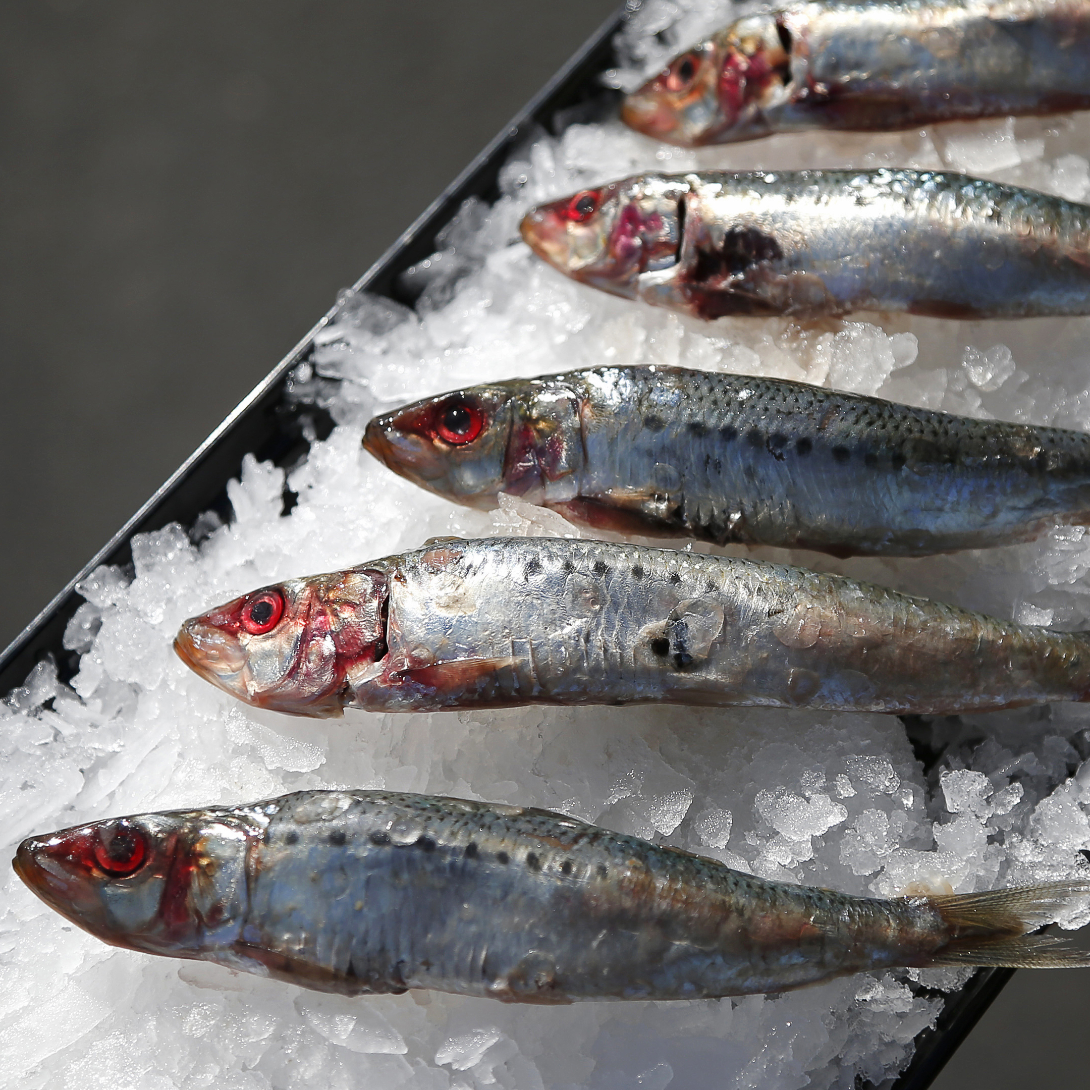 A tray of sardines in Costa Mesa, California, in this November 17, 2014 photo. Plummeting sardine populations force a complete ban on sardine fishing off the U.S. West Coast for more than a year.