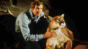 Lee Majors, as Col. Steve Austin, with a cougar in an episode of The Six Million Dollar Man television program.