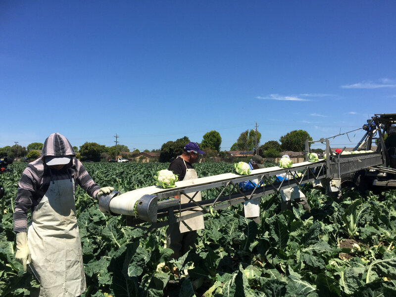 Cauliflower on the conveyor belt at Ocean Mist Farms in Salinas Valley, Calif.