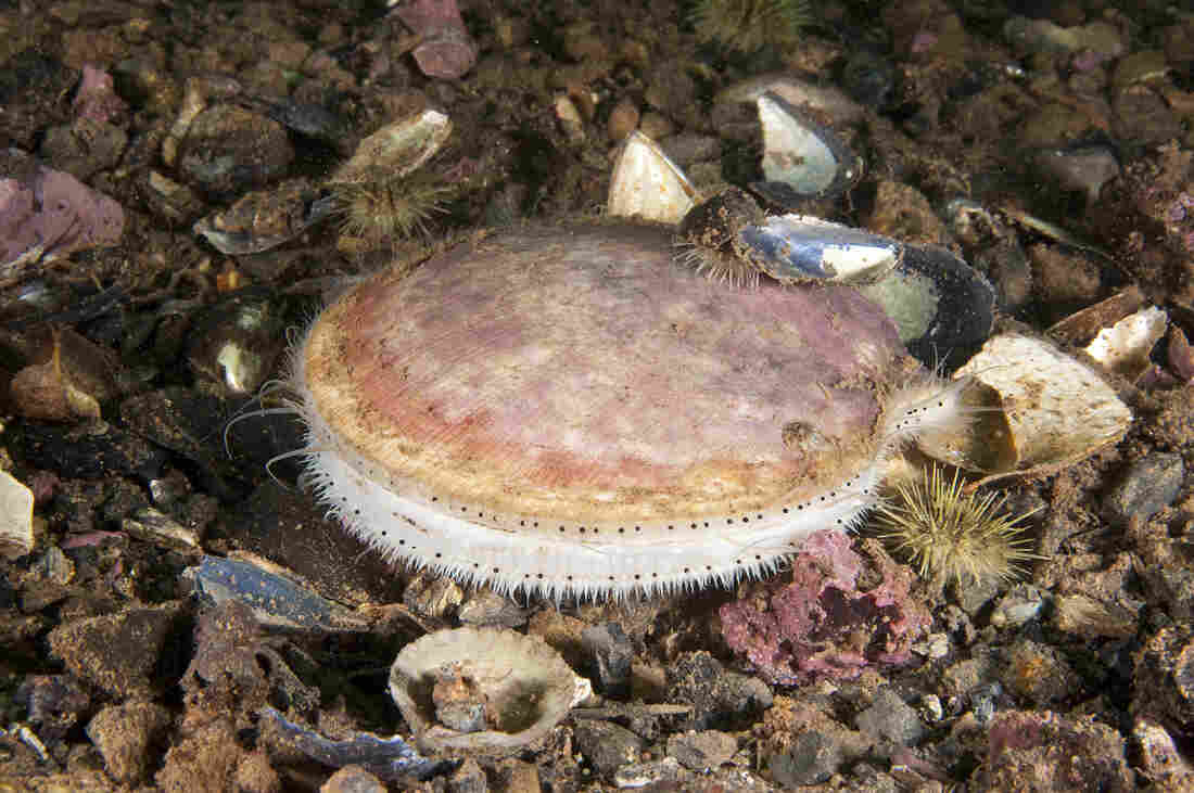 The Scallop Scoop Survey Forecasts A Banner Year In Atlantic The