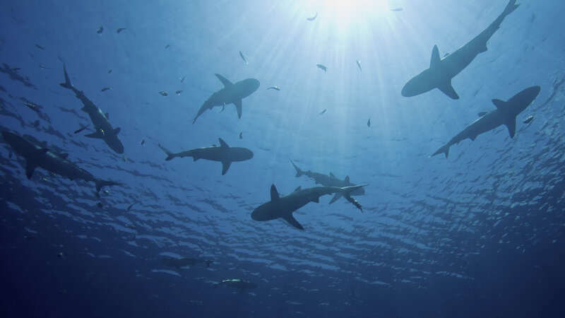 The recent spate of attacks — seven since June in North Carolina alone — has little to do with the shark population off American coastlines. Shark attack, George Burgess says, "is driven by the number of humans in the water more than the number of sharks."