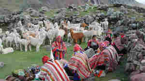 Peru's alpacas are blessed once a year, during rainy season. The blessing declares: "Let there be a great abundance of alpacas, so that the alpacas should be like the condor and appear to fly from one mountain to another."
