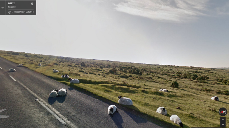 These sheep in England chose an ill-advised napping spot as the Google Street View van drove through town. These sheep in England chose an ill-advised napping spot as the Google Street View van drove through town.