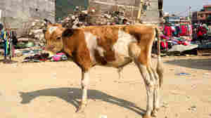 Taking advantage of the post-earthquake chaos, farmers in the Kathmandu region are abandoning unwanted cattle in record numbers.