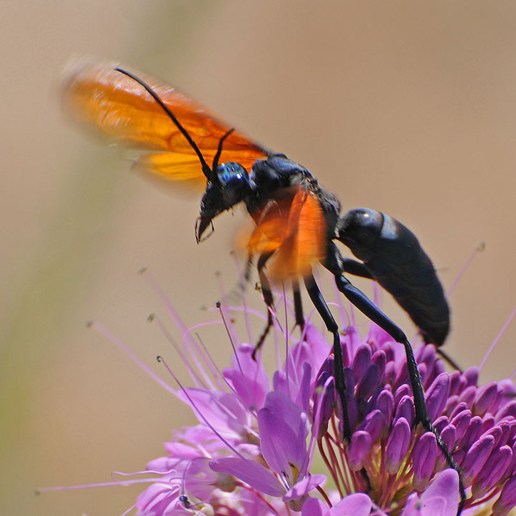 The tarantula hawk, undoubtedly eyeing its next hapless eight-legged prey.