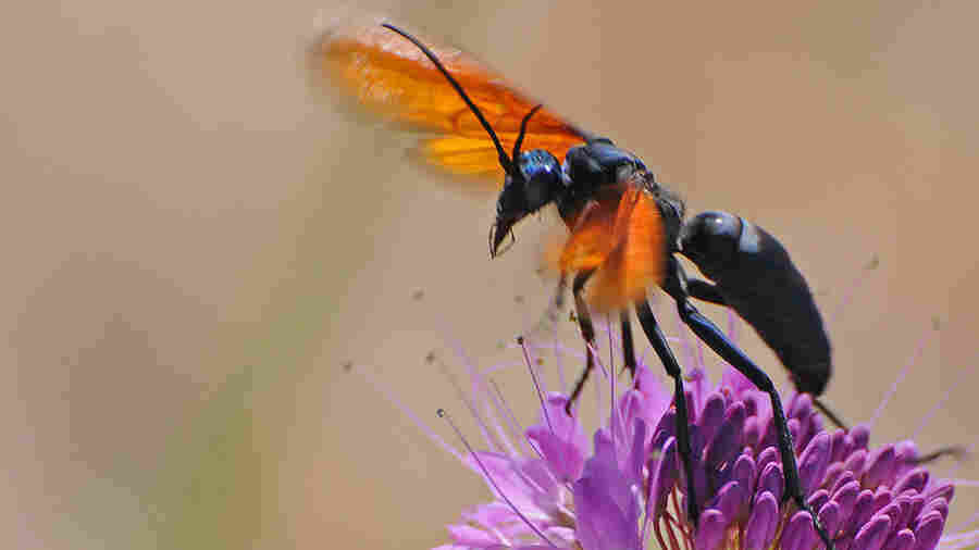 The tarantula hawk, undoubtedly eyeing its next hapless eight-legged prey.