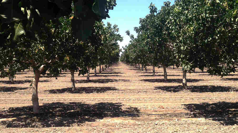 Pistachio trees in California's drought-stricken Central Valley.