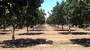 Pistachio trees in California's drought-stricken Central Valley.