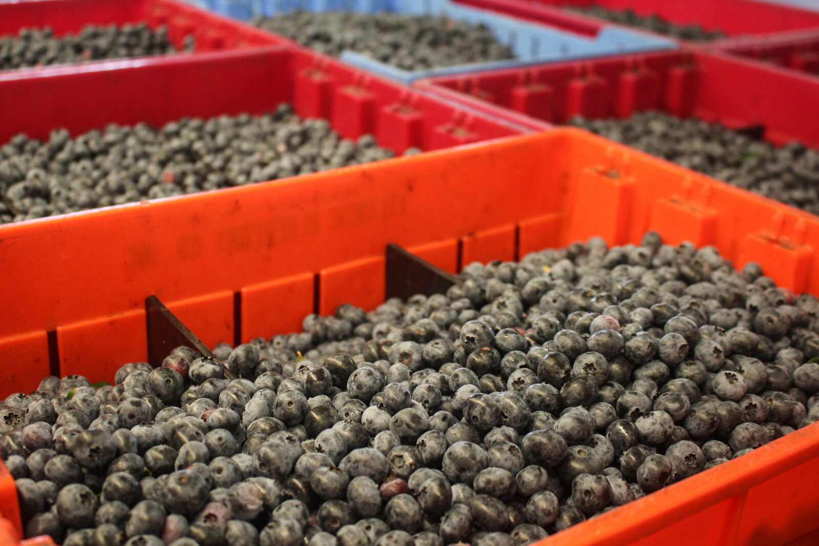 Blueberries wait for processing at the Atlantic Blueberry Co. packing facility in Hammonton, N.J. Blueberries wait for processing at the Atlantic Blueberry Co. packing facility in Hammonton, N.J.
