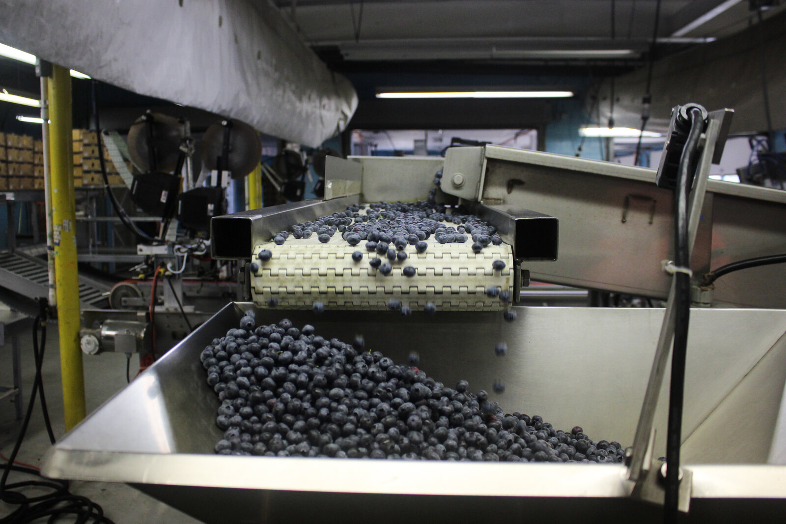 Part of the fresh blueberry packing line at the Atlantic Blueberry Co. Part of the fresh blueberry packing line at the Atlantic Blueberry Co.