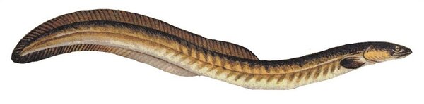 American eel. Anguilla rostrata.