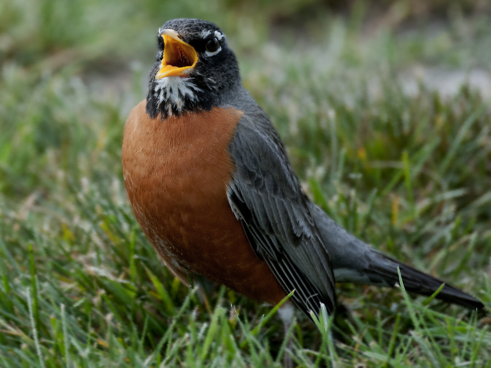 An American robin.