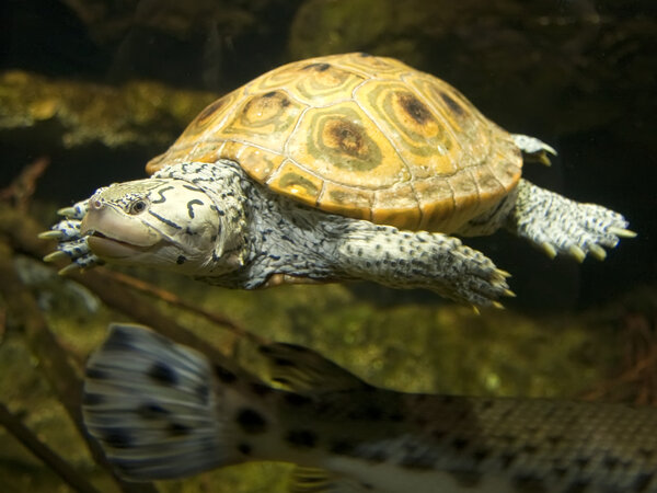 Diamondback terrapin.