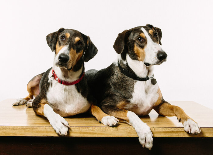 Ken, left, and Henry were created using DNA plucked from a skin cell of Melvin, the beloved pet of Paula and Phillip Dupont of Lafayette, La. (Edmund D. Fountain/NPR)