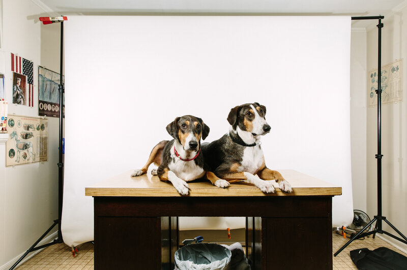 The Duponts expected only one puppy, but the lab in South Korea eventually got three viable embryos from the cloning process. The first puppy died right away from distemper, but Ken and Henry both seem healthy. The Duponts expected only one puppy, but the lab in South Korea eventually got three viable embryos from the cloning process. The first puppy died right away from distemper, but Ken and Henry both seem healthy.