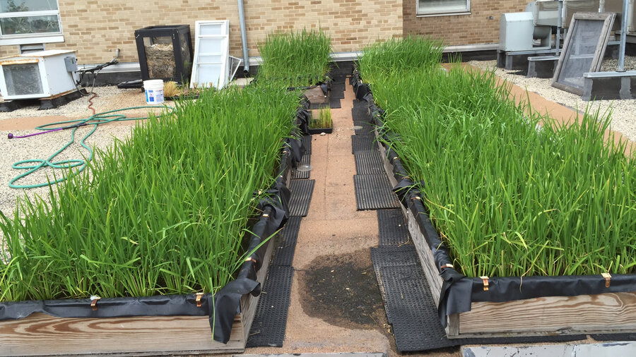 how to grow rice at home