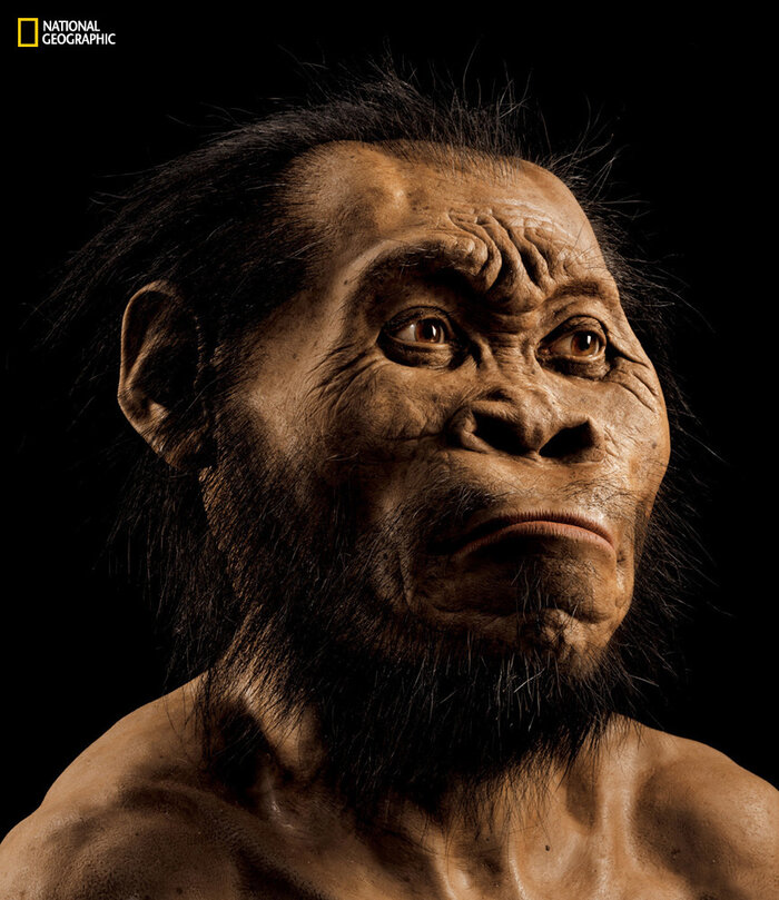 National Geographic paleoartist John Gurche used fossils from a South African cave to reconstruct the face of Homo naledi, the newest addition to the genus Homo. (Mark Thiessen/National Geographic)