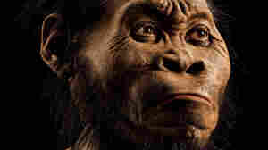 National Geographic paleoartist John Gurche used fossils from a South African cave to reconstruct the face of Homo naledi, the newest addition to the genus Homo.