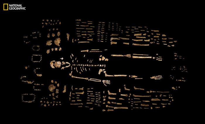 A composite skeleton of H. naledi is surrounded by some of the hundreds of other fossil elements recovered from the Dinaledi Chamber in the Rising Star cave in South Africa. (Robert Clark/National Geographic via Lee Berger, Wits, photographed at Evolutionary Studies Institute) A composite skeleton of H. naledi is surrounded by some of the hundreds of other fossil elements recovered from the Dinaledi Chamber in the Rising Star cave in South Africa. (Robert Clark/National Geographic via Lee Berger, Wits, photographed at Evolutionary Studies Institute)