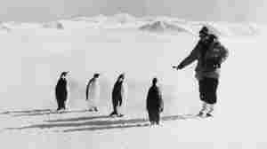Former NPR science correspondent (and now host of Science Friday) Ira Flatow interviews a few penguins while reporting from Antarctica in 1979. NPR's environment reporting has increased and expanded greatly since.