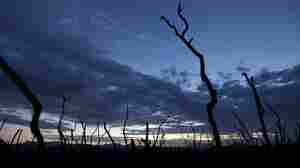In this August 2015 file photo, plants burned in the Rocky Fire are shown near Lower Lake, Calif. NPR's environment and climate change reporting encompasses related topics such as wildfires, drought, and other natural disasters.