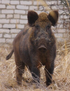 A wild boar stands for an informal portrait against the backdrop of an abandoned village in the Chernobyl exclusion zone. (Valeriy Yurko/Polessye State Radioecological Reserve)