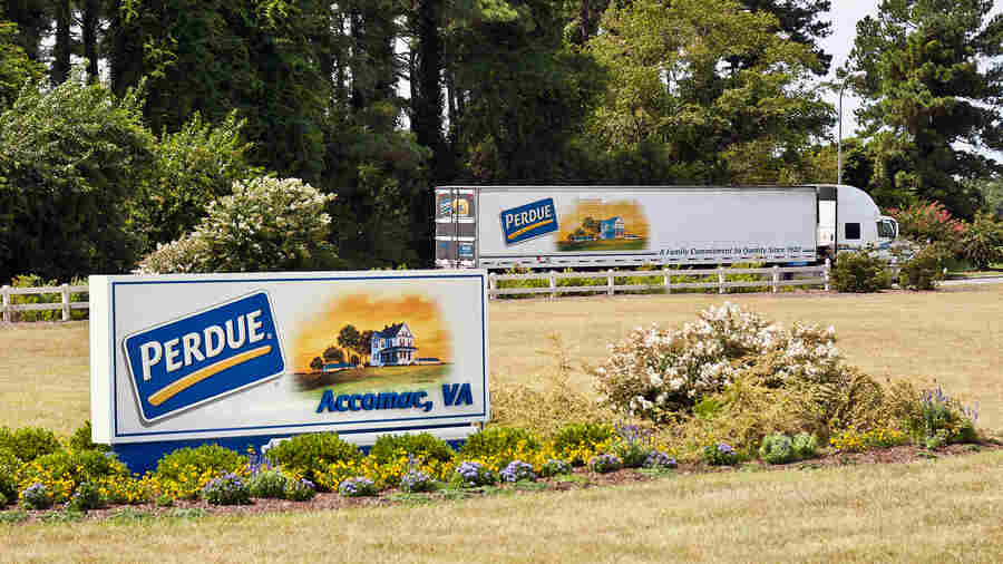 Perdue, the poultry giant, acquired the Niman Ranch name and reputation of raising animals without antibiotics in September.