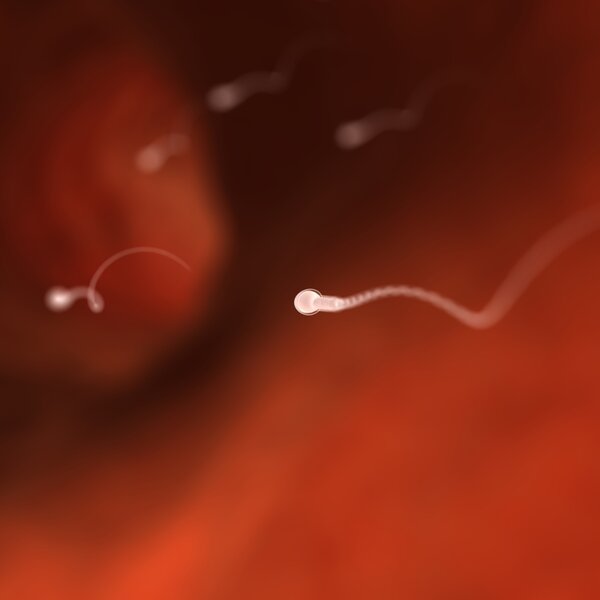 How Long Can Ebola Linger In The Semen Of Male Survivors?