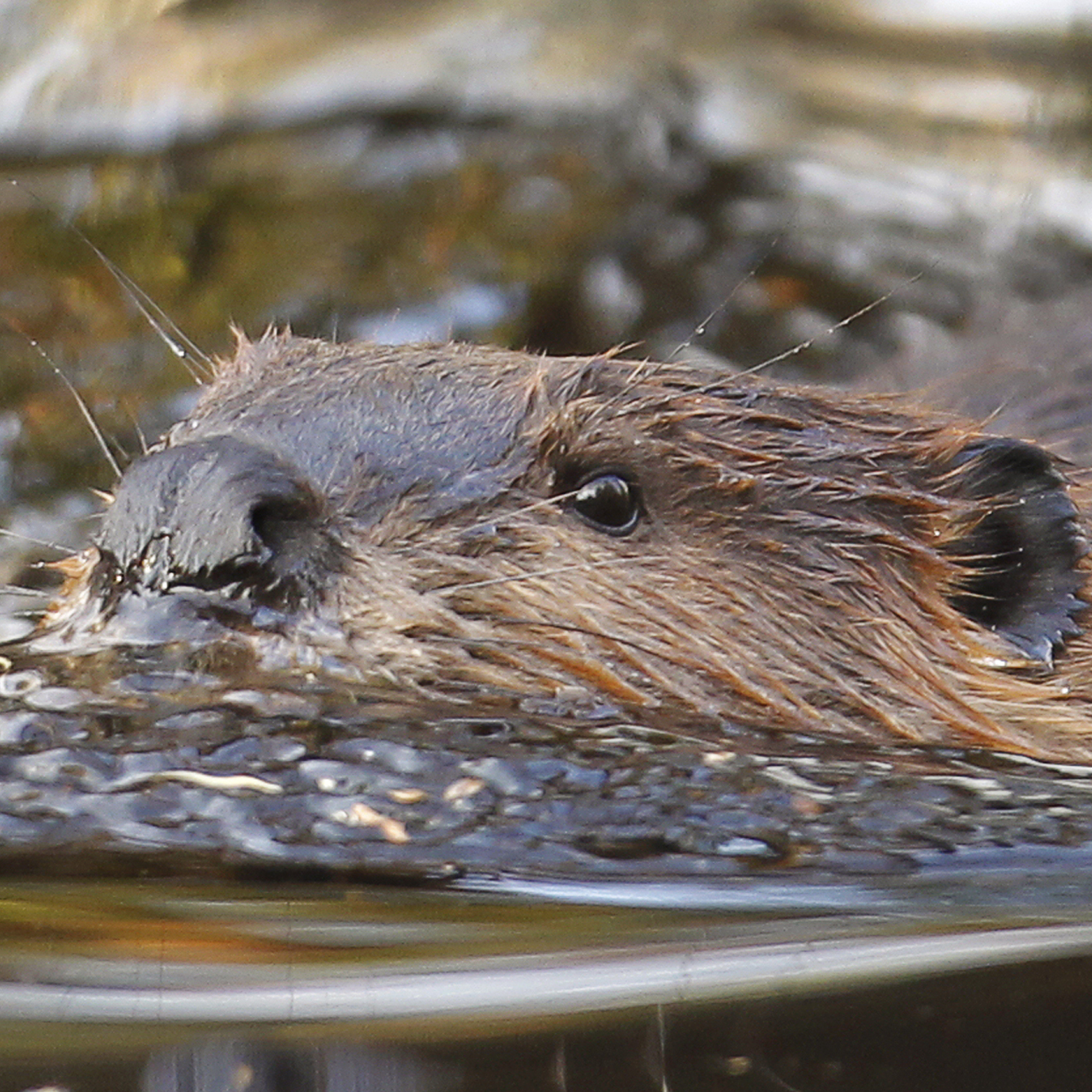 Everyone knows beavers can swim, but at one point they also soared through the skies in Idaho thanks to a novel relocation method involving parachutes.