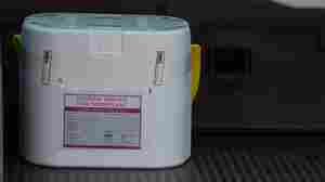 A Polystyrene box used for the transport of human organs.