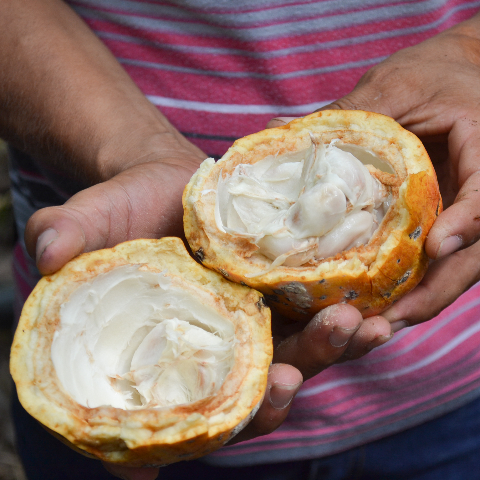 A piece of cacao cut open to reveal its fruit. The seeds, in particular, hidden at the center of the fruit, are a key ingredient in chocolate production.