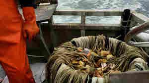 Alaskan fisherman David Fry and his baited hooks.