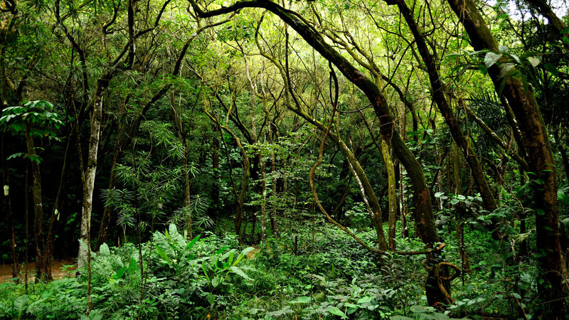 A vowel sound like "e" can still sound clear through the dense vegetation in Hawaii. (Daniel Ramirez/Flickr) A vowel sound like "e" can still sound clear through the dense vegetation in Hawaii. (Daniel Ramirez/Flickr)