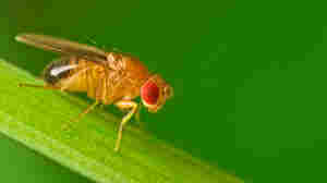 Male common fruit fly.
