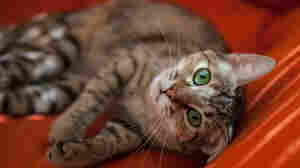 Cats sometimes get a bad rap in the media, including this most recent wave of reports that they "may want to kill you."