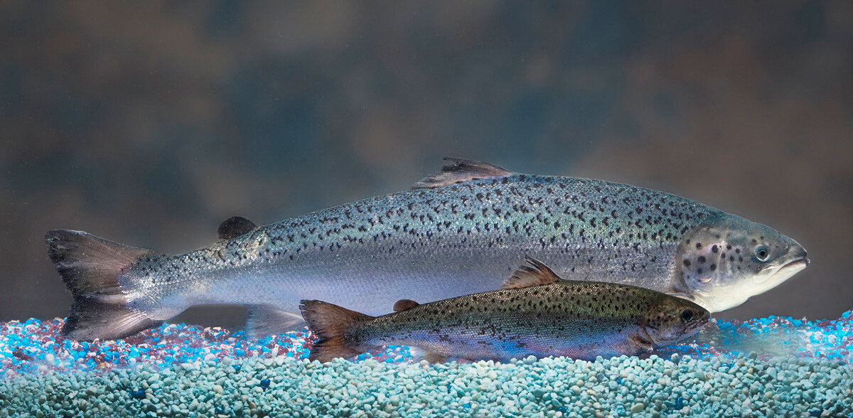 AquaBounty's salmon, as seen in the rear, have been genetically modified to grow to market size in about half the time as a normal salmon — 16 to 18 months, rather than three years. (MCT /Landov)