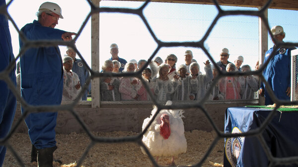 A class of fifth-grade students from Eisenhut Elementary School in Modesto, Calif., cheered for their favorite turkey as Foster Farms staffers picked the prized bird for this year's turkey pardon. (Scott Smith/AP)