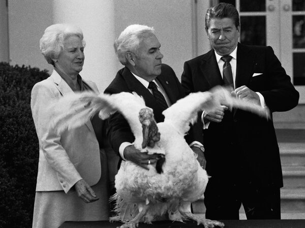 President Ronald Reagan is startled as John Hendrick, center, president of the National Turkey Federation, presents him with a turkey in 1984. (Scott Stewart/AP) President Ronald Reagan is startled as John Hendrick (center), president of the National Turkey Federation, presents him with a turkey in 1984.